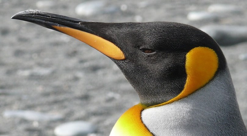 Falkland Islands wildlife holidays