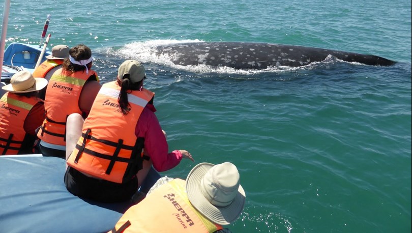 Baja California whale watching