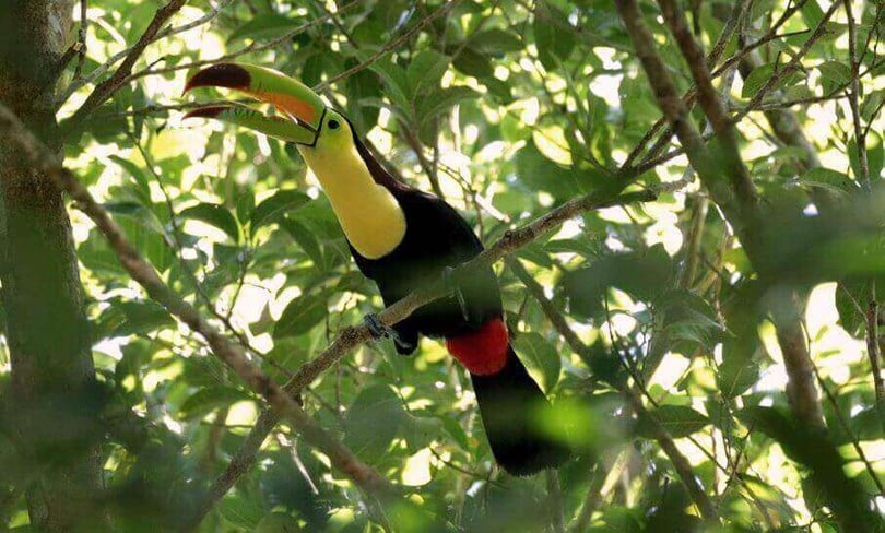 Keel Billed toucan