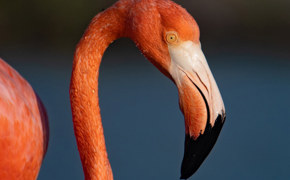 American Flamingo 6