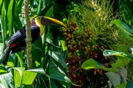 Tucan