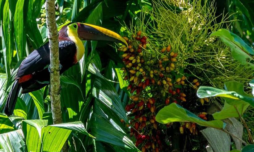 Tucan
