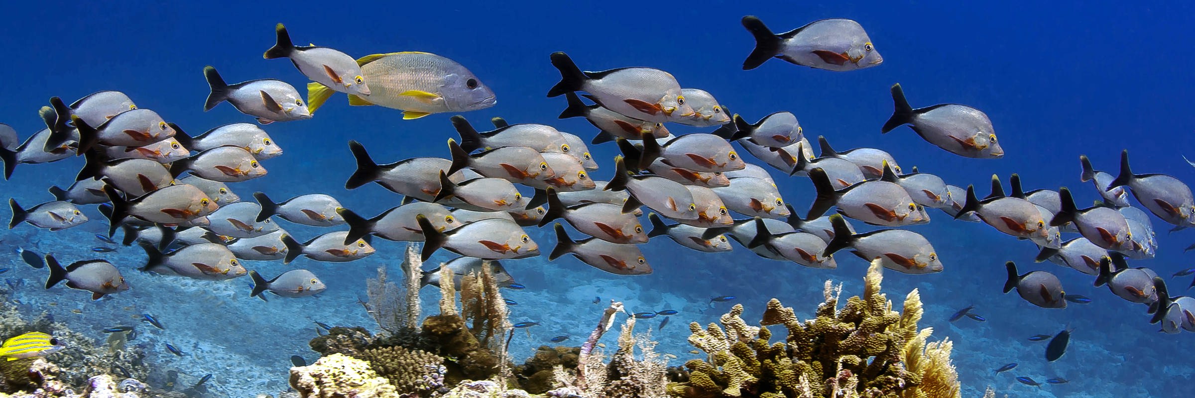 3 Underwater Gunter Kast