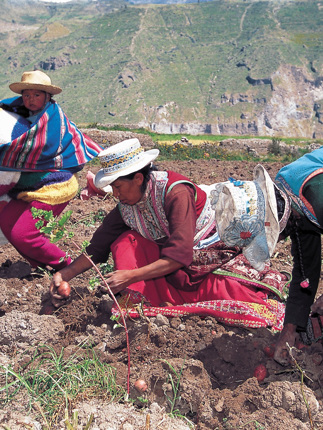 Andean women working the land in traditional dress, showcasing rural life in Colca Canyon, Peru. 