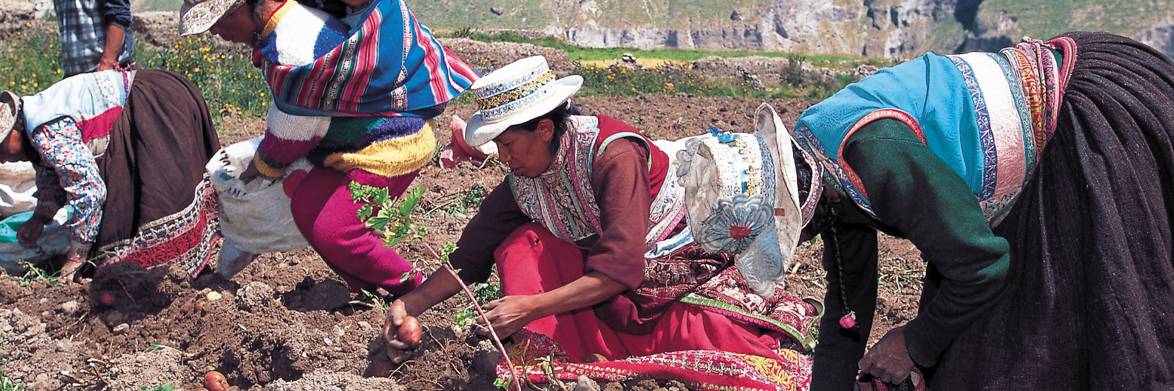 Andean women working the land in traditional dress, showcasing rural life in Colca Canyon, Peru. 