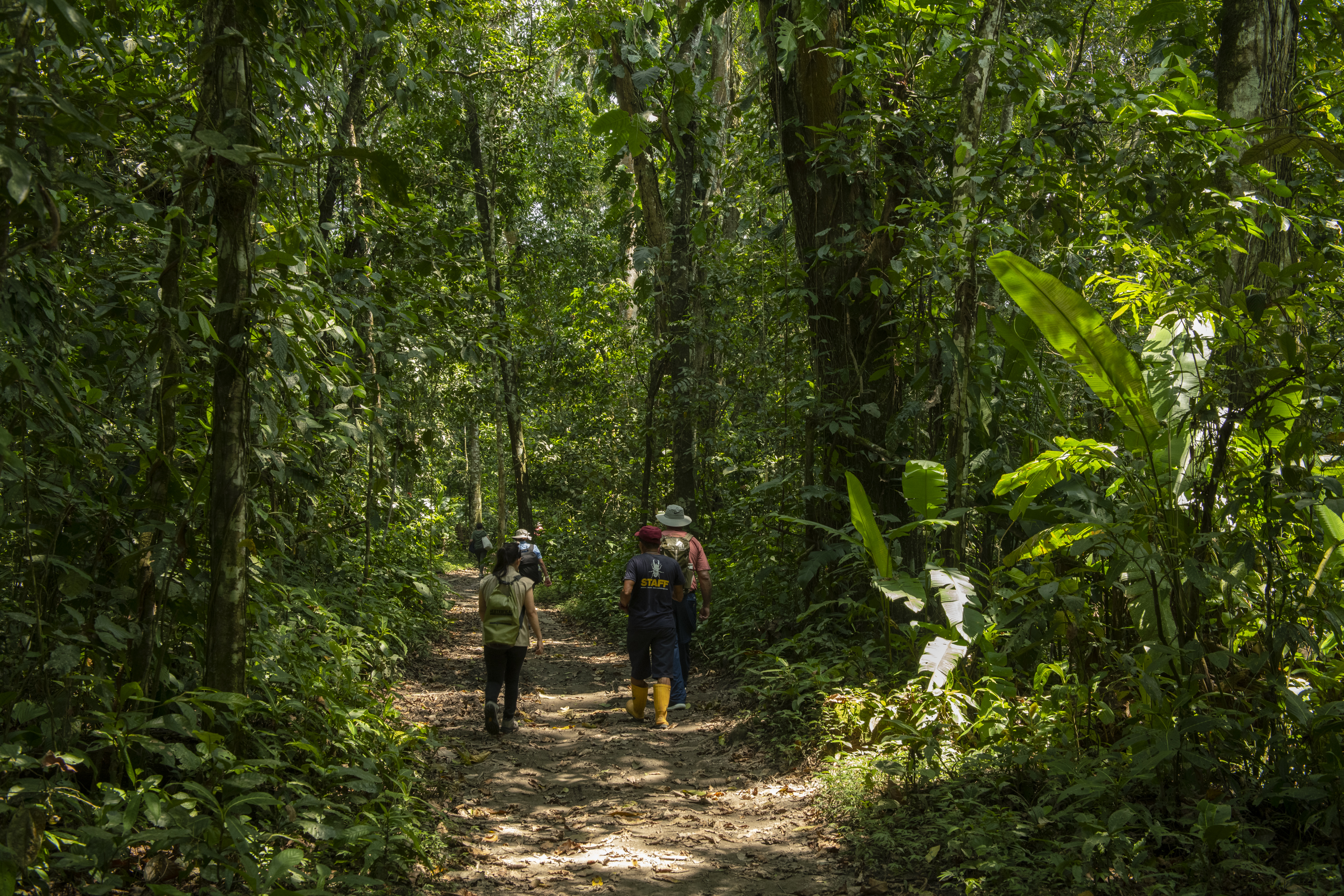 Rainforest Walks Sacha Lodge 0431052