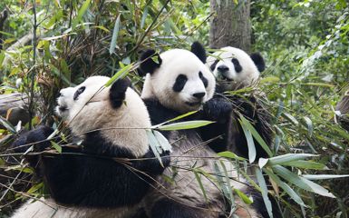 Image for: Chengdu & Leshan Buddha
