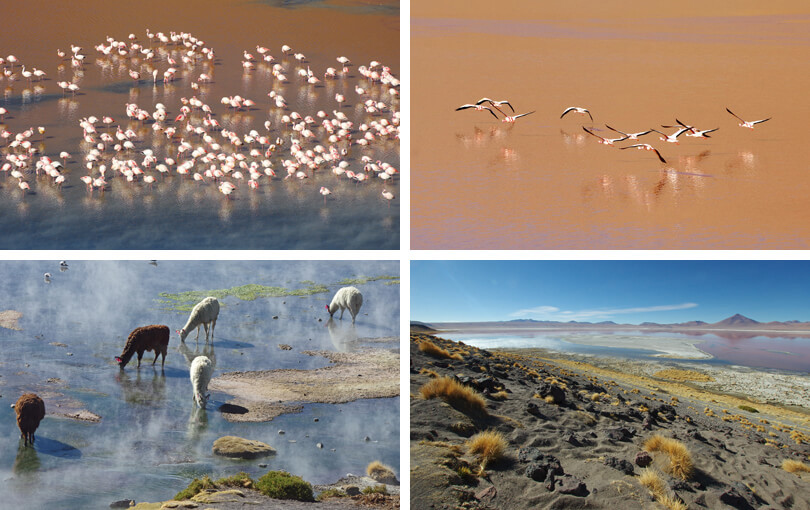 Laguna Colorada in Bolivia