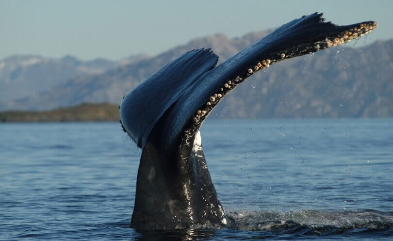 Top things to do in Patagonia - Peninsula Valdes