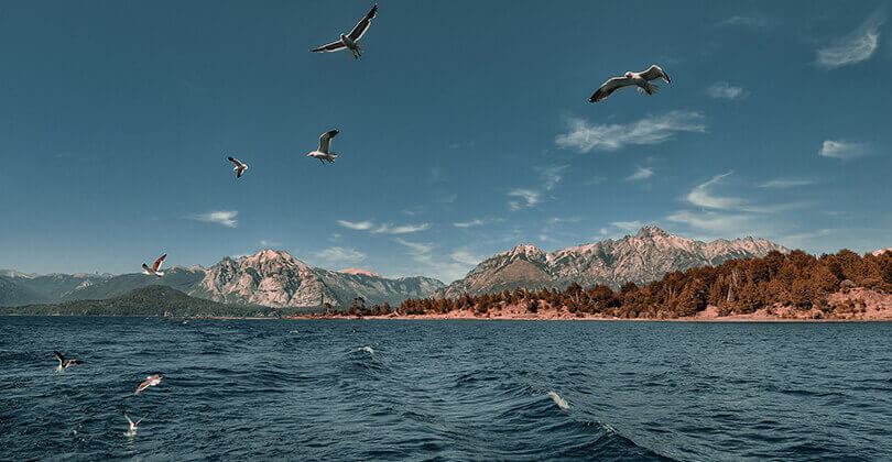 things to do in the Argentine Lake District - Birdwatching