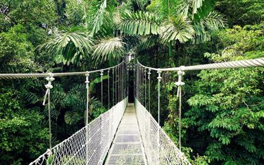 Image for: Arenal Hanging Bridges