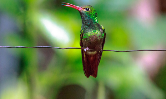 Image for: Mindo Cloud Forest