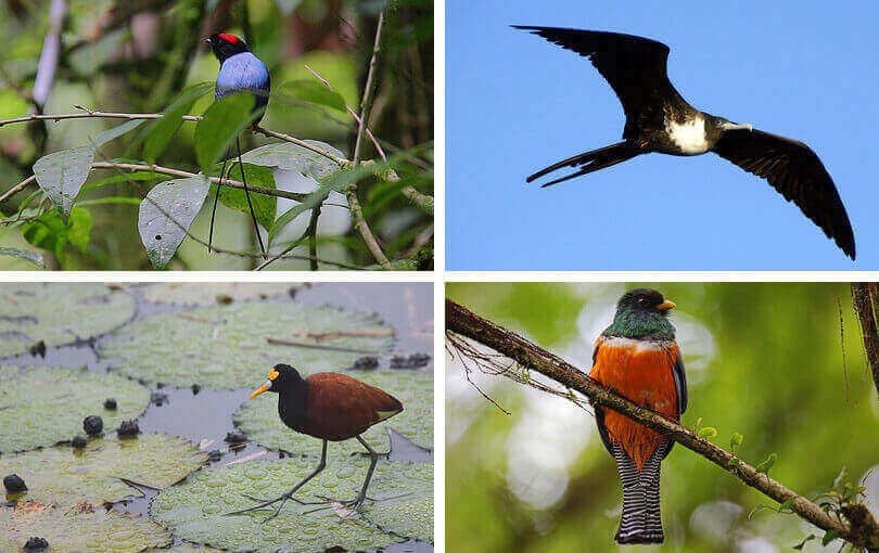 best birdwatching places costa rica