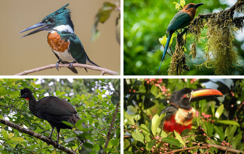birdwatching in costa rica