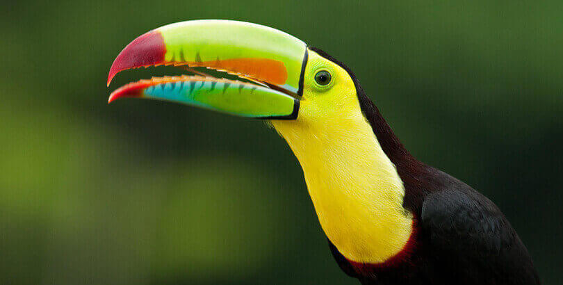 costa rica birdwatching