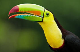 The colourful toucans are a delight to observe