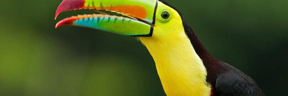 The colourful toucans are a delight to observe