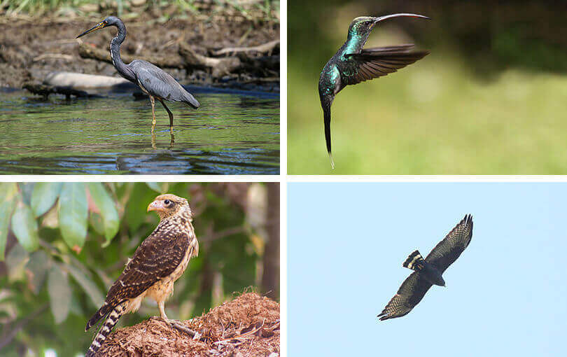 best birds of Costa Rica