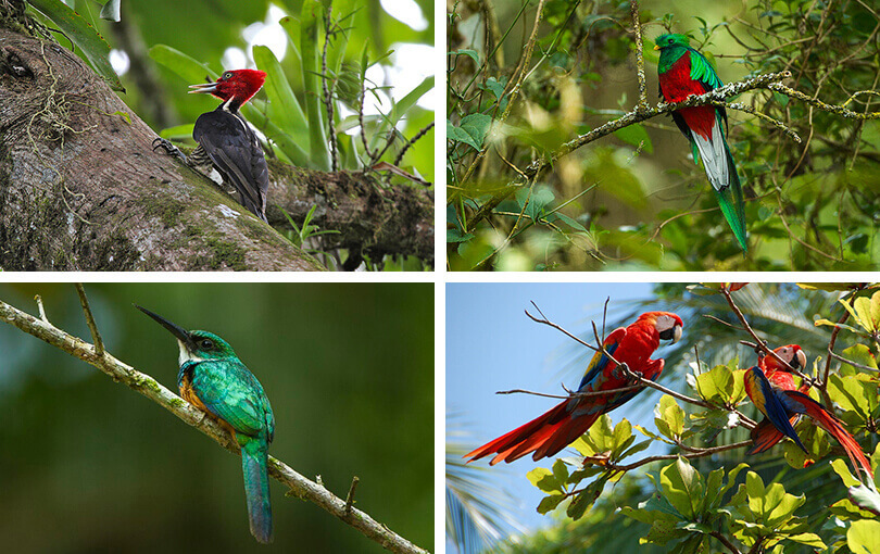 costa rica birdwatching holidays