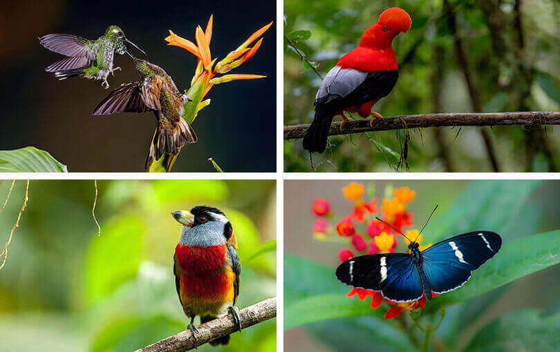 bird watching in Ecuador cloud forest