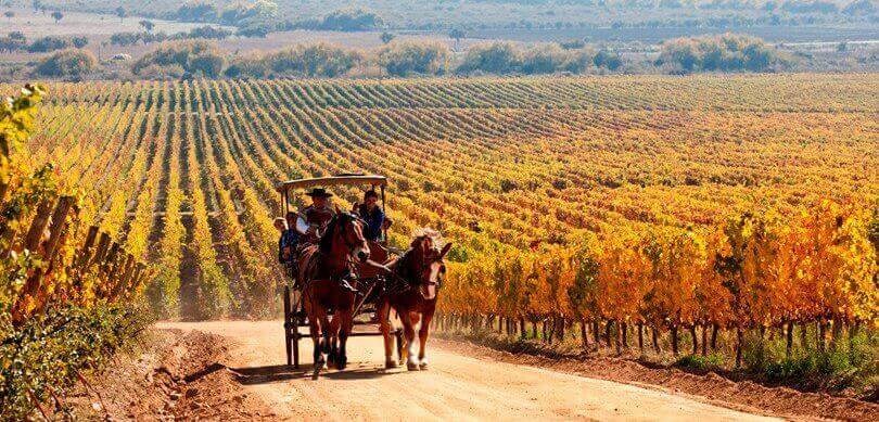 Vineyard tour in Chile