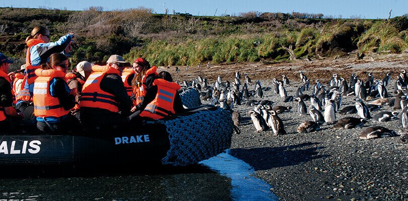 Penguins, Tucker Islet - Tierra del Fuego cruise