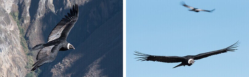 Condors at Colca Canyon