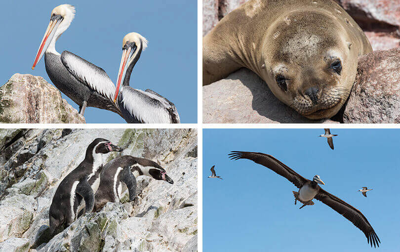 Ballestas Islands, Peru