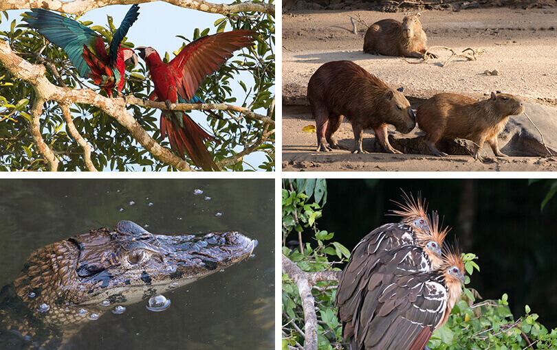 Wildlife of the Amazon