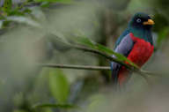 Exotic birdlife awaits