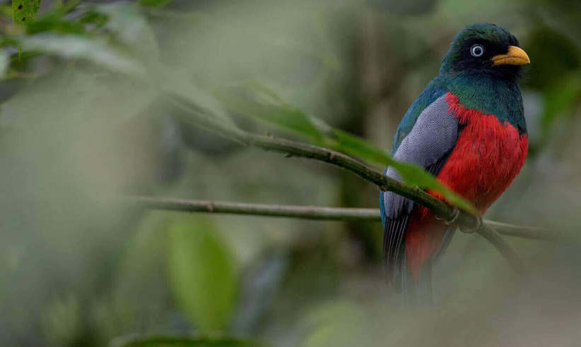 Exotic birdlife awaits