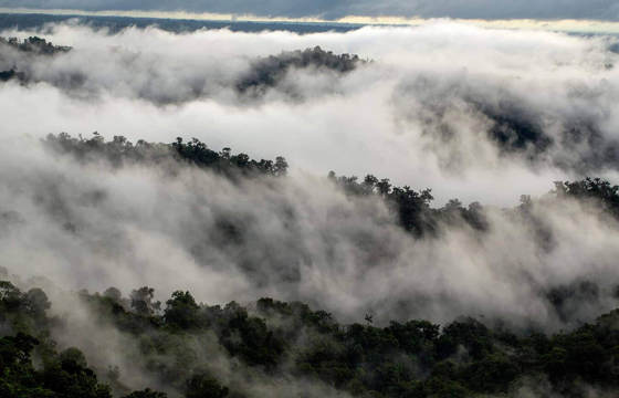 Experience a cloud forest 