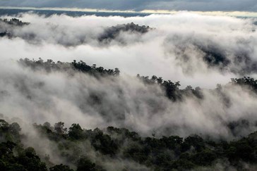Experience a cloud forest 
