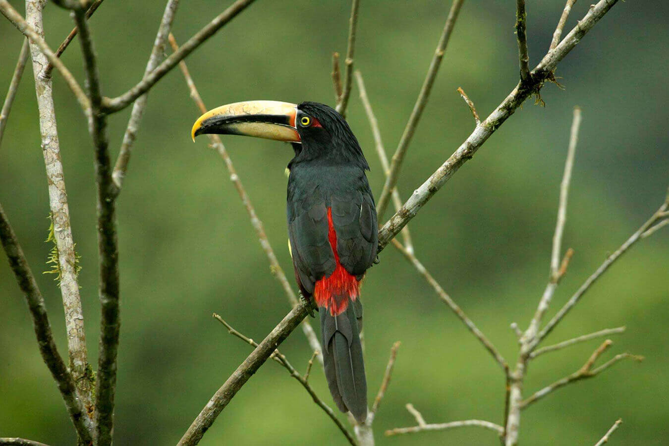 Great birdlife all around 