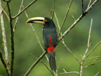 Great birdlife all around 