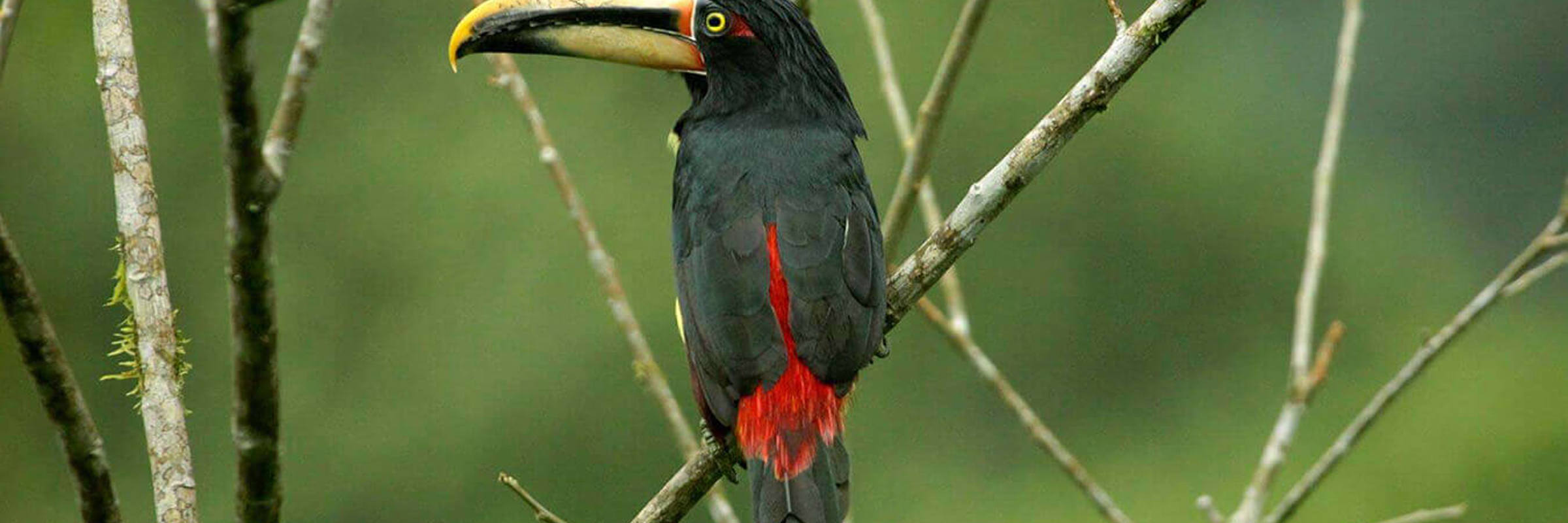 Great birdlife all around 