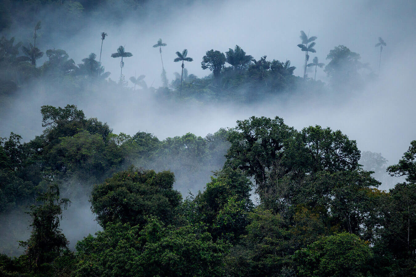 The cloud forest 