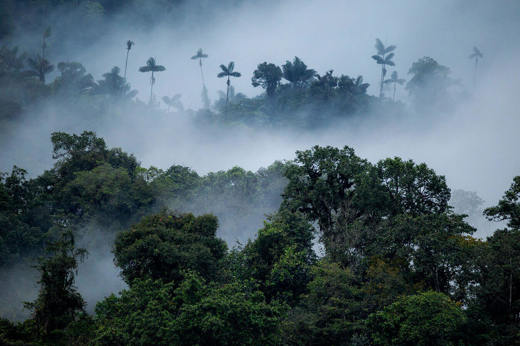 The cloud forest 
