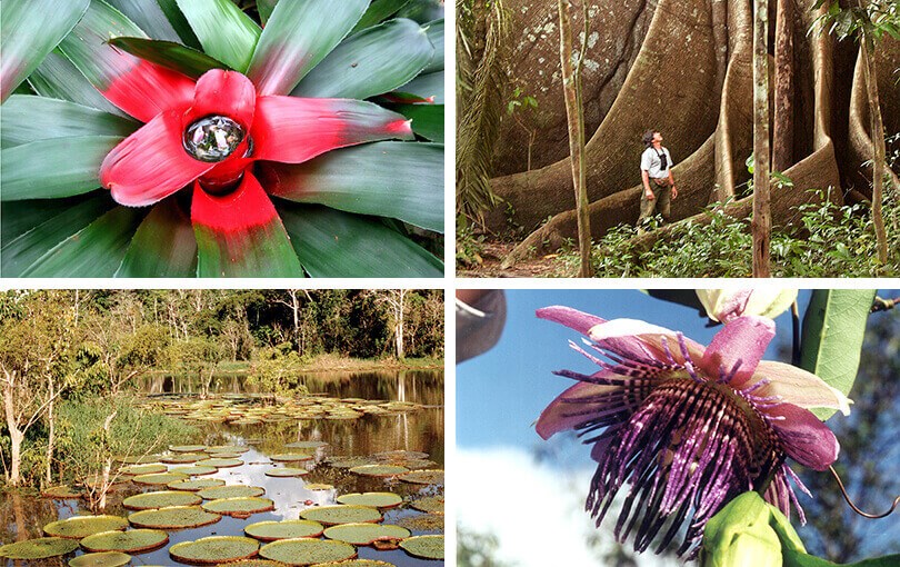 Flora of the Brazilian Amazon