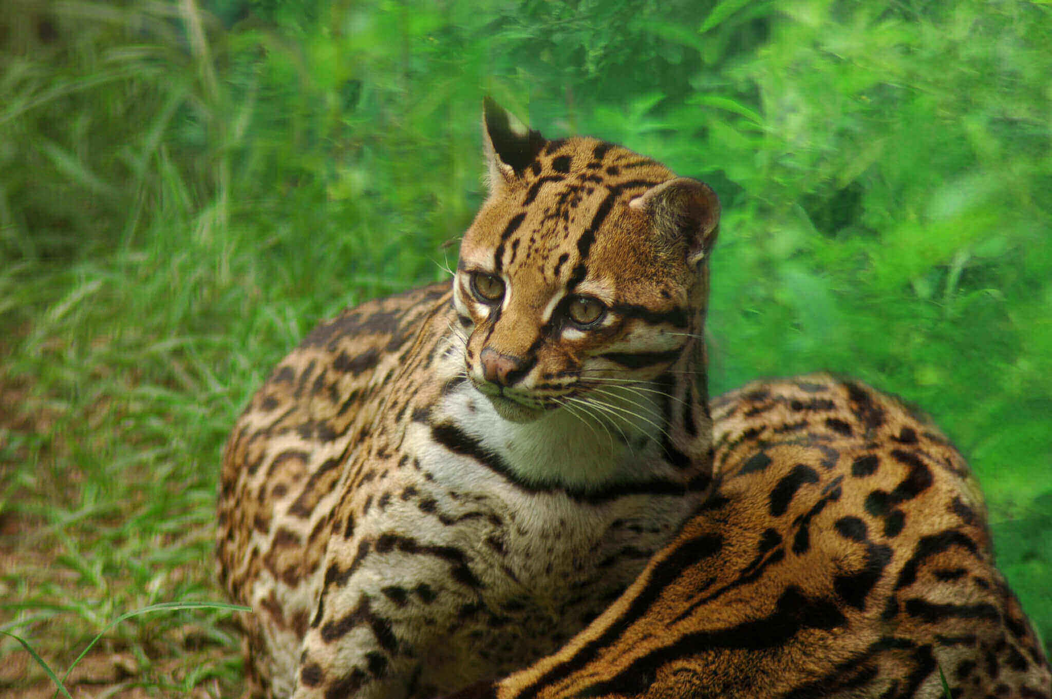 Wildlife in the Amazon