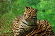 Wildlife in the Amazon