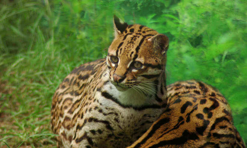 Wildlife in the Amazon