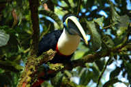 Exotic birdlife awaits