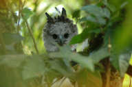 Discover endemic birds