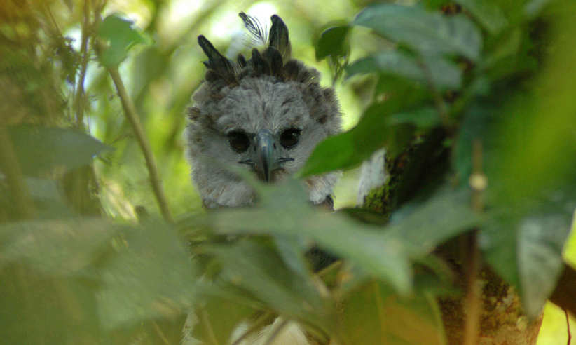 Discover endemic birds