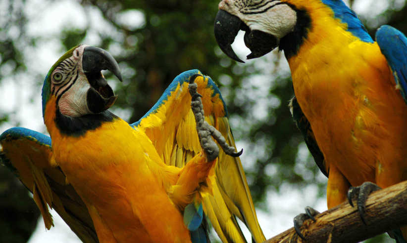 Macaws