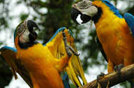 Macaws