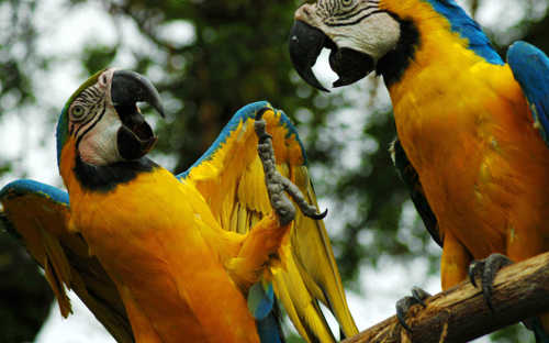 Macaws