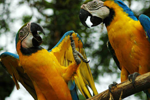 Macaws