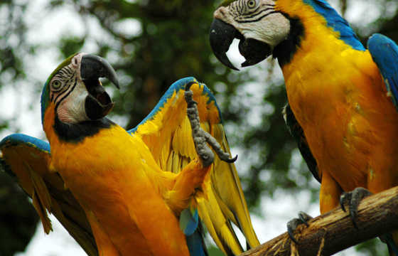 Macaws